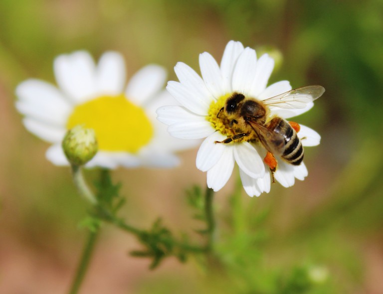 Bee